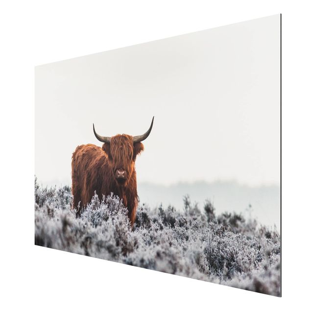 Prints modern Bison In The Highlands