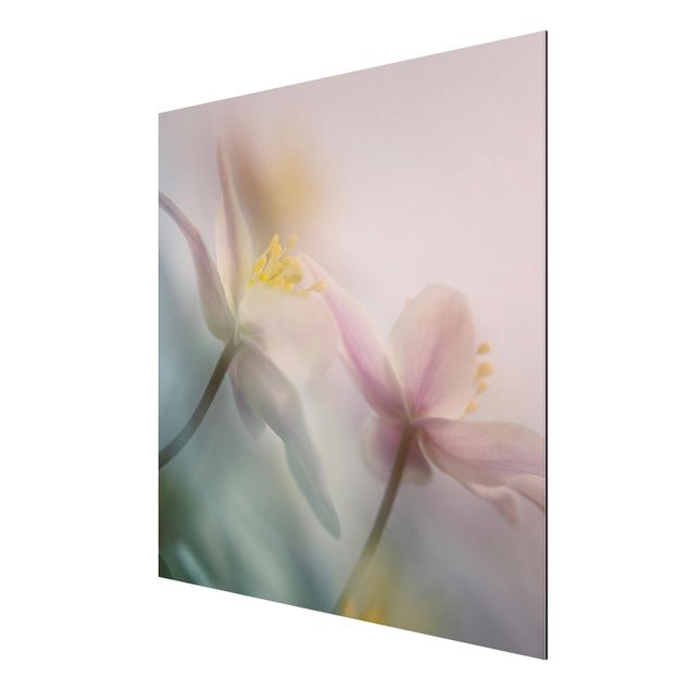 Floral picture Wood anemone