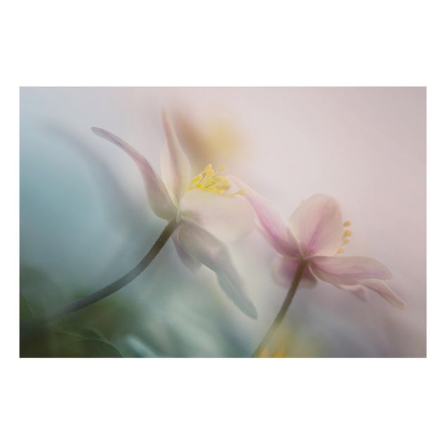 Floral canvas Wood anemone