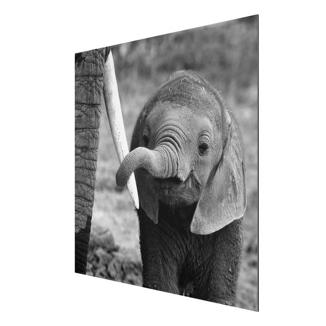 Prints animals Baby Elephant