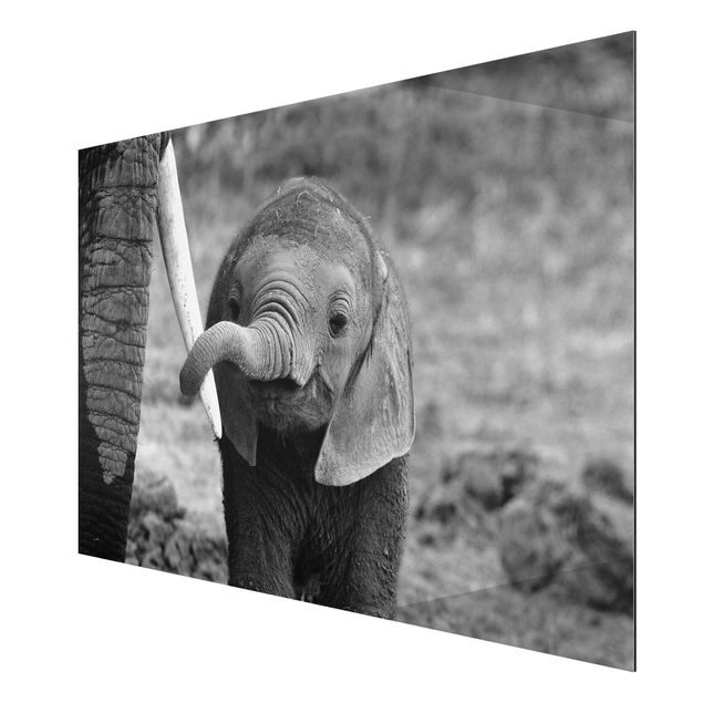 Prints animals Baby Elephant