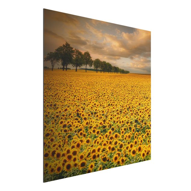 Kitchen Field With Sunflowers