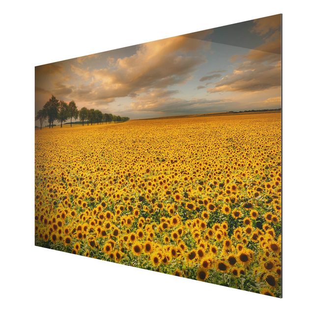 Sunflower art print Field With Sunflowers