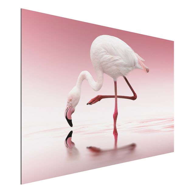 Kitchen Flamingo Dance