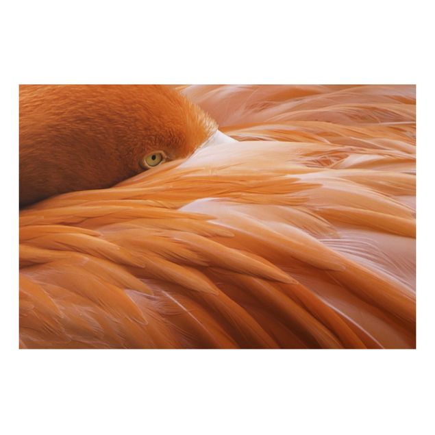 Prints animals Flamingo Feathers