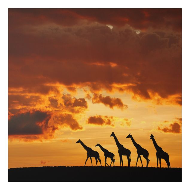 Giraffe print Five Giraffes