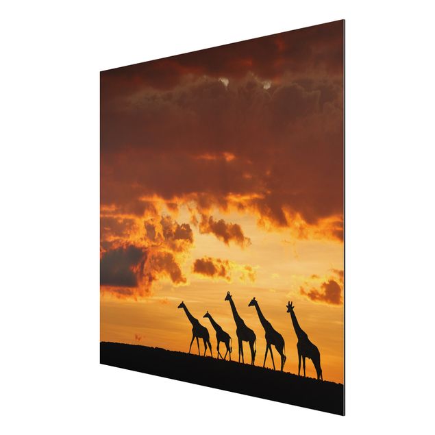 Prints landscape Five Giraffes