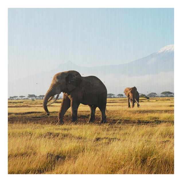 Prints elefant Elephants In Front Of The Kilimanjaro In Kenya