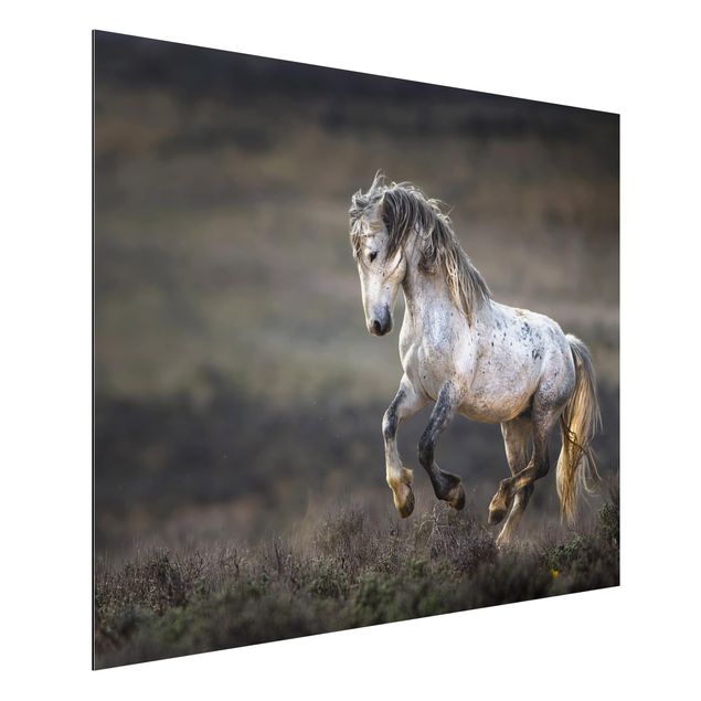 Horse canvas Galloping Through The Heather