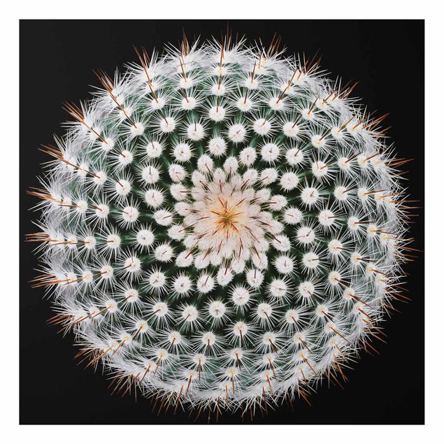 Flower print Cactus Flower