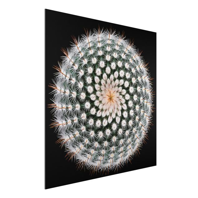 Kitchen Cactus Flower