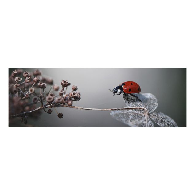 Animal canvas Ladybird On Hydrangea