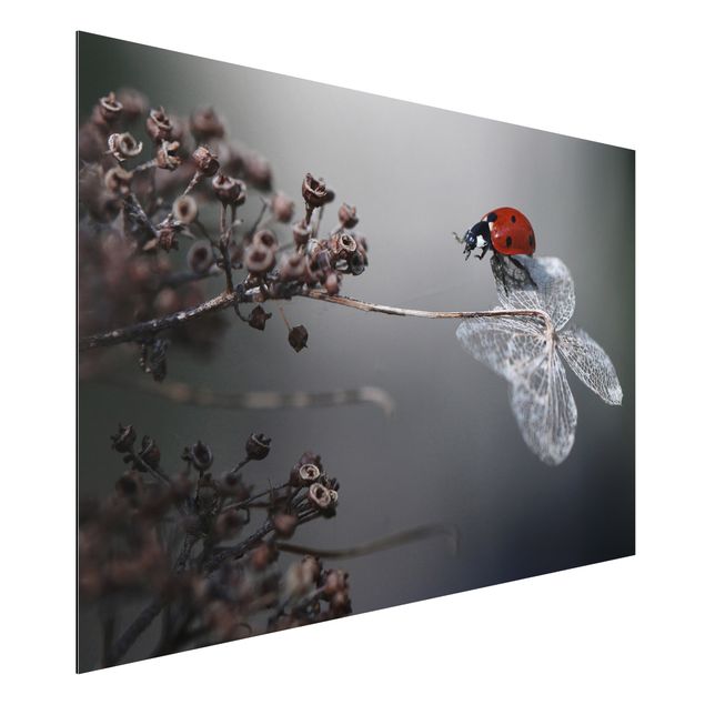 Kitchen Ladybird On Hydrangea
