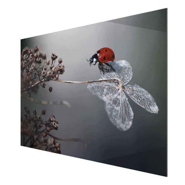 Floral canvas Ladybird On Hydrangea