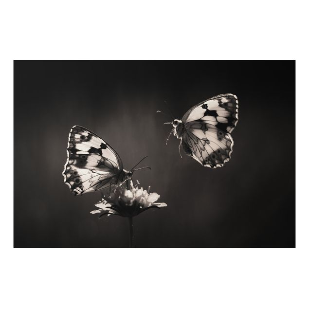 Butterfly print Medioluto Norte