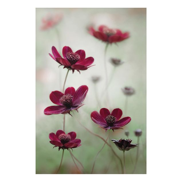 Floral canvas Pink Cosmos Flower