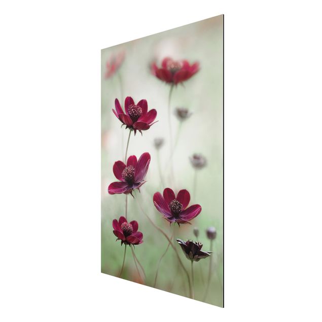 Floral picture Pink Cosmos Flower