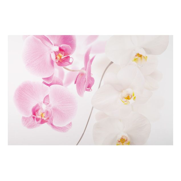 Cat wall art Delicate Orchids
