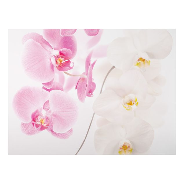 Cat wall art Delicate Orchids