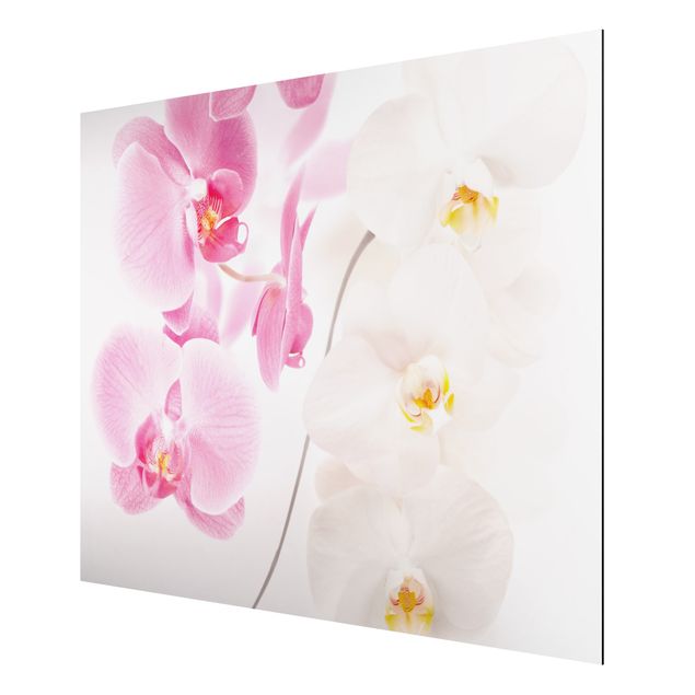 Mountain art prints Delicate Orchids