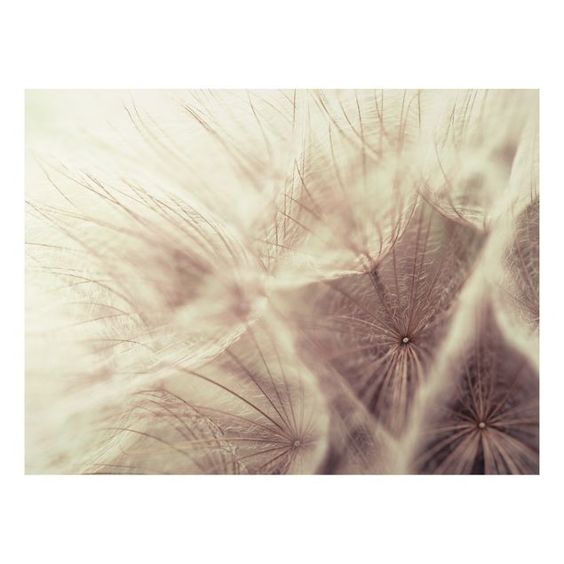 Floral picture Detailed Dandelion Macro Shot With Vintage Blur Effect