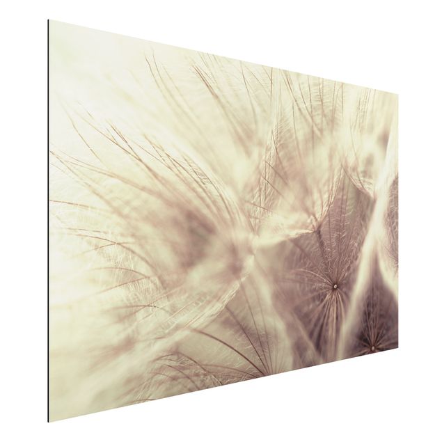 Floral canvas Detailed Dandelion Macro Shot With Vintage Blur Effect
