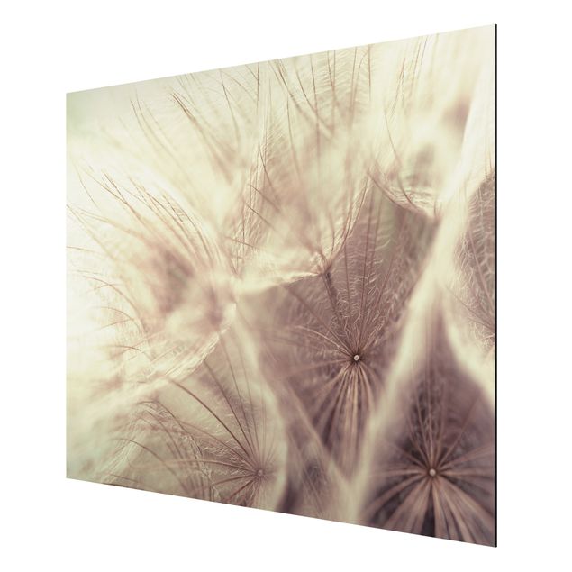 Floral canvas Detailed Dandelion Macro Shot With Vintage Blur Effect