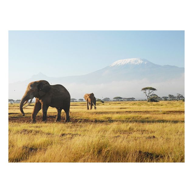 Prints elefant Elephants In Front Of The Kilimanjaro In Kenya