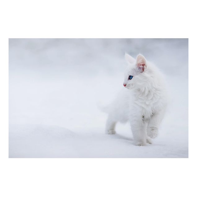 Cat prints White as Snow