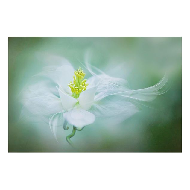 Flower print White Aquilegia