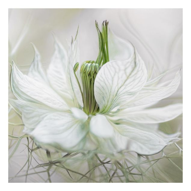 Floral canvas White Nigella