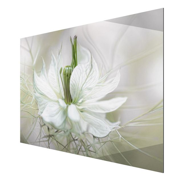 Floral picture White Nigella