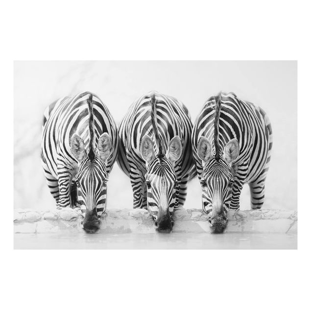 Kitchen Zebra Trio In Black And White