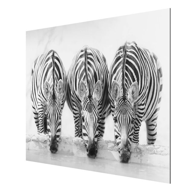 Animal wall art Zebra Trio In Black And White