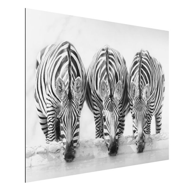 Zebra canvas Zebra Trio In Black And White