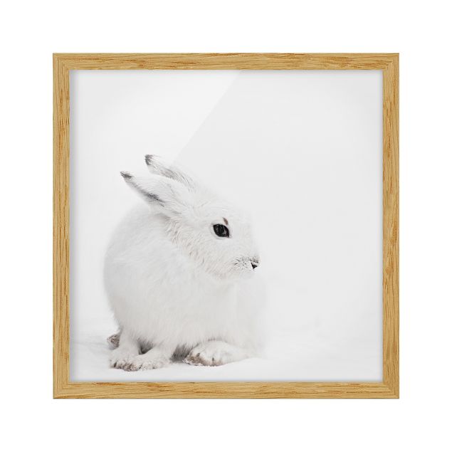 Framed prints animals Arctic Hare
