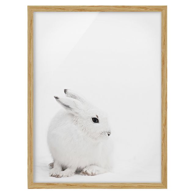 Framed prints animals Arctic Hare