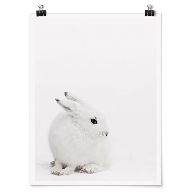 Posters animals Arctic Hare