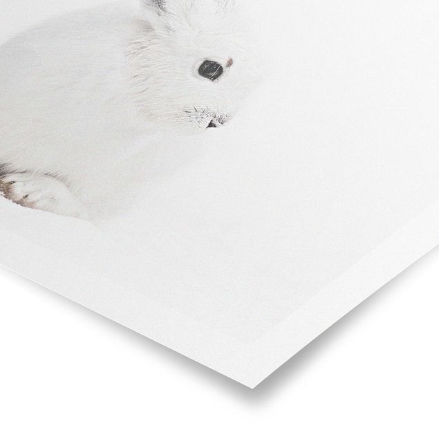 Monika Strigel Art prints Arctic Hare