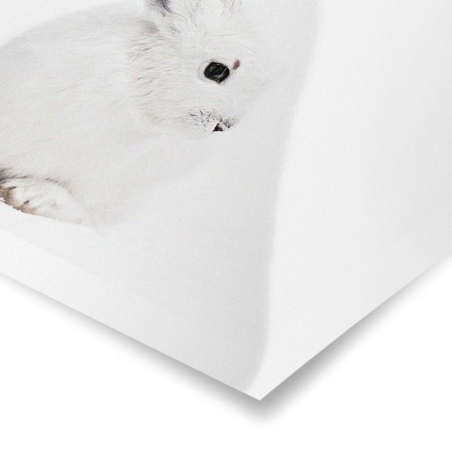 Prints Arctic Hare