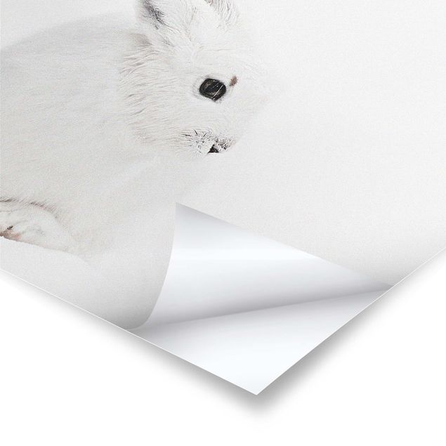 Poster print Arctic Hare