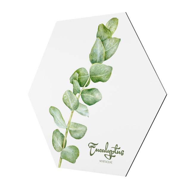 Hexagon shape pictures Watercolour Botany Eucalyptus