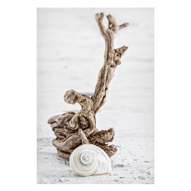 Prints landscape White Snail Shell And Root Wood
