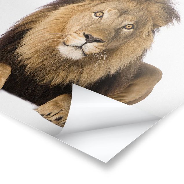 Prints King Lion ll