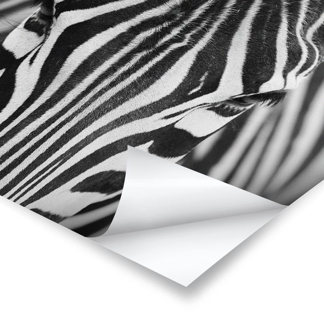 Prints Zebra Look