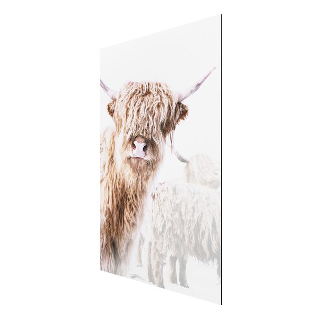 Modern art prints Highland Cattle Karlo