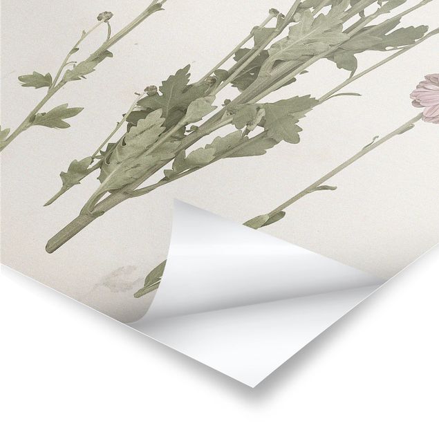 Poster flowers - Herbarium In Pink I
