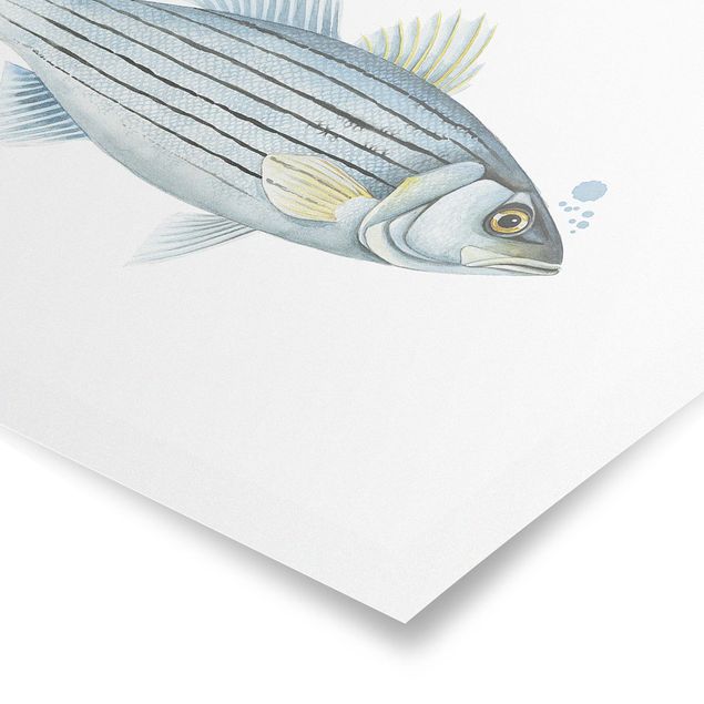 Posters animals Color Catch - White Perch