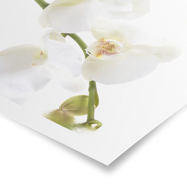 Floral prints White Orchid Waters