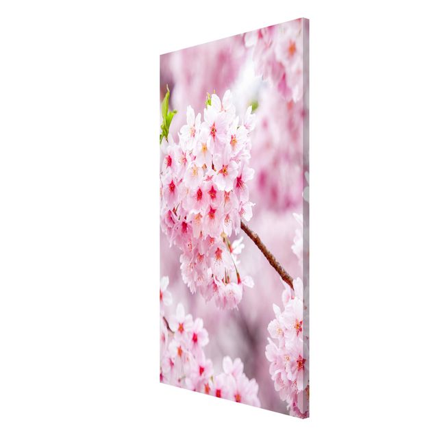 Magnet boards flower Japanese Cherry Blossoms